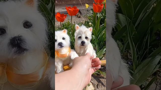 Команда,я назвала их щеночки ангелочки #собака #dog #рекомендации #вязание #игрушки #подарок смотреть онлайн