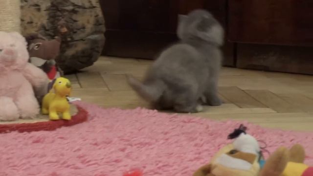 Голубо-кремовая черепаховая кошечка на продажу Blue Cream Tortie kitten for sale смотреть онлайн