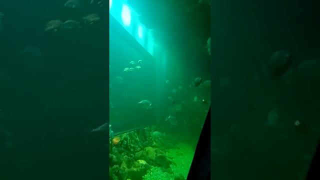 Океанариум Екатеринбург (тоннель) смотреть онлайн