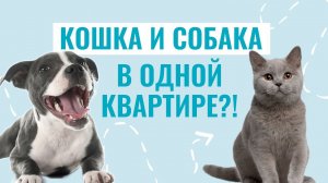 Стоп, щенок! Как отучить щенка БЕГАТЬ ЗА КОШКОЙ?