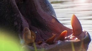 НОСОРОГ против БЕГЕМОТА ! КТО СИЛЬНЕЕ ?