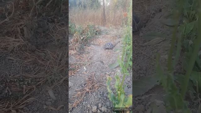 убрали бассейн//выгуливаю Тоху//снова в школу//(11 месяцев назад)