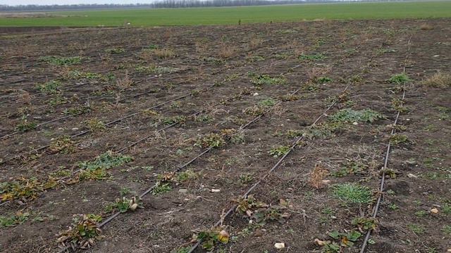 Что же выросло на поле Кабрилло. Майская посадка фриго А класс. смотреть онлайн