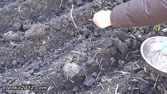 Посадка чеснока осенью, садим семенами для омолаживания