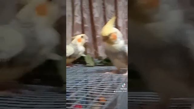 кормление птенцов кореллы