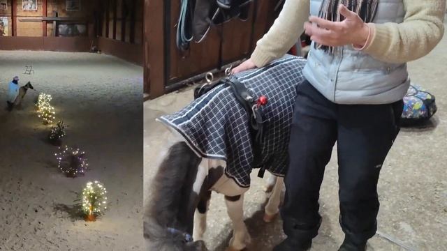 Катание на маленькой лошадке. Для чего на свете нужны Минихорс? смотреть онлайн