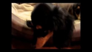 Miniature Dachshund Puppies - James and Sophie