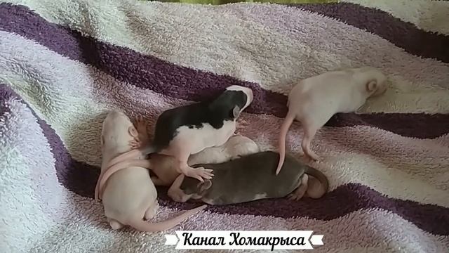 Милые крыски Дамбо   Маленькие крысята Дамбо   Крыса Дамбо Видео про крыс   Крыса с ушами дамбо