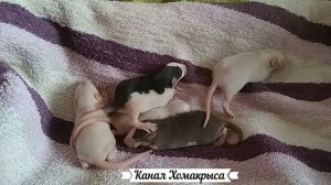 Милые крыски Дамбо Маленькие крысята Дамбо Крыса Дамбо Видео про крыс Крыса с ушами дамбо