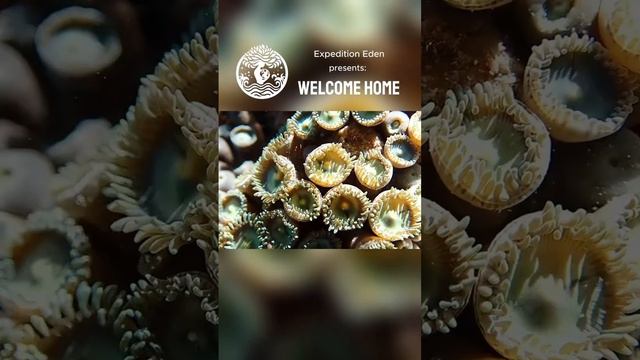 Trailer | Welcome Home #nature #trailer #documentary #virginislands #adventure #wildlife