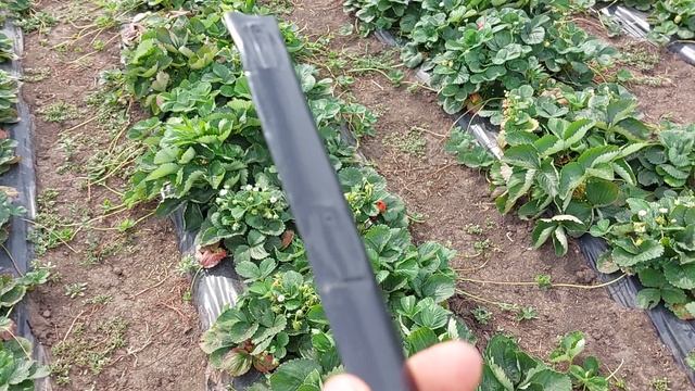 Как правильно уложить ленту капельного полива что бы она как можно дольше не забилась смотреть онлайн