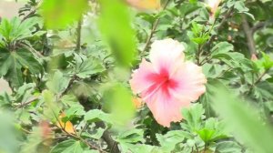 canon xa60 camcorder video test