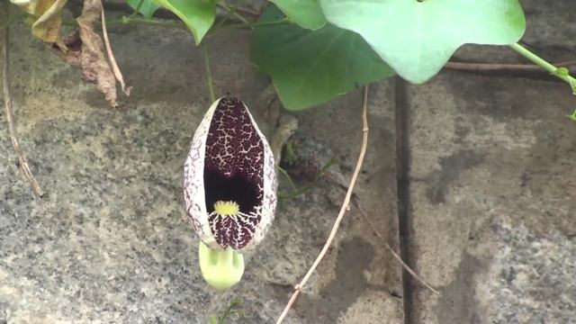 Calico flower Aristolochia elegans смотреть онлайн