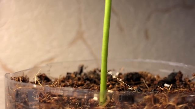 ? Хурма На Подоконнике  / Выращивание Из Косточек смотреть онлайн