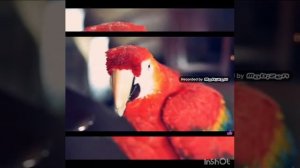 Топ 10 пород попугаев какую завести??