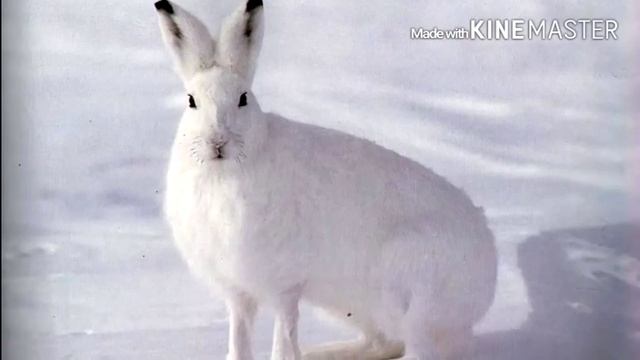 Животные якутии/Саха сирин кыыллара смотреть онлайн