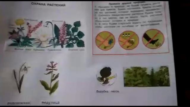 Поговорим об охране растений