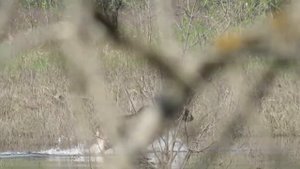 Почему лося называют "сохатый" | Повстречался лось в лесу