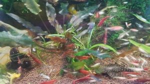 Если у вас маленький аквариум, заведите креветок! Кормление креветок..