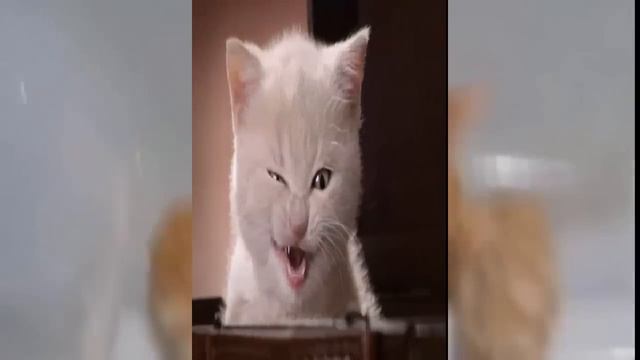 Ох уж эти кошки!!!!Смотреть на Ютуб обязательно=)))Просто супер! смотреть онлайн