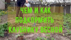 Весенняя подкормка клубники