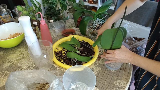 Скучная пересадка орхидеи 91 и кимоно.