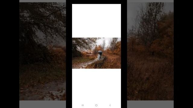 Золотая осень.