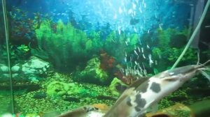 Мои аквариумные Сомы Клариасы.  Как Они Выросли.