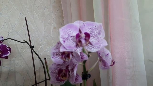 Домашнее цветение орхидей в мае. Phal. Black Lightning Flash, Miki Crown, Аркадия, Summer Breath. смотреть онлайн