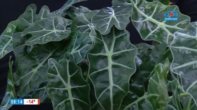 Роскошные алоказии — комнатные цветы небывалой красоты в рубрике «Руки садовода» смотреть онлайн