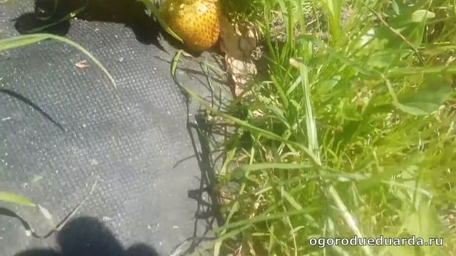 Показываю как созревает клубника "Максим" и каких размеров она достигает.