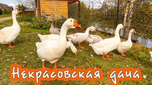 Отдых в России. Ярославль. Где отдохнуть? "Некрасовская дача "