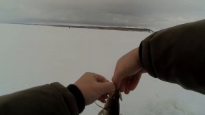 Ловим берша на Волге. Старая Майна