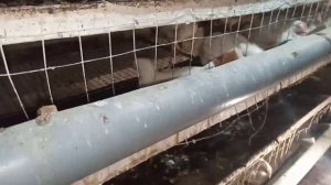 Житкий помёт у бройлеров.