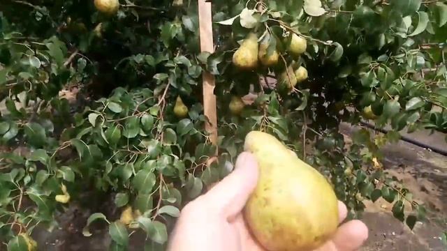 !!Очень урожайные и вкусные груши. смотреть онлайн