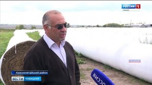 Красночетайские фермеры придумали способ увеличить надои молока