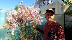 Миндаль степной (лат. Prunus tenella) на Южном Урале