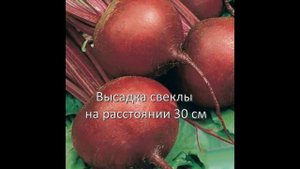 Обзор сорта свеклы "БРАВО" (характеристики, свойства, фото)