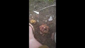 Хранение луковиц лилий в зимнее время