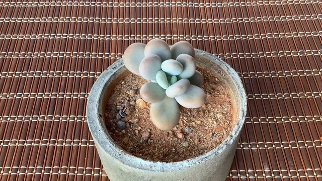 || WHY IS MOONSTONE DROPPING LEAVES ? || PACHYPHYTUM OVIFERUM || смотреть онлайн