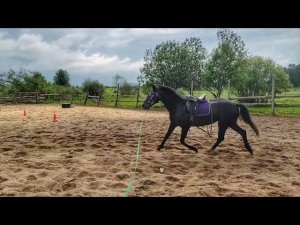 Как приучить лошадь к веревкам