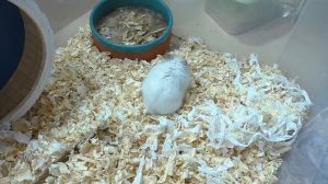 КАК ПРИРУЧИТЬ ХОМЯКА за 5 МИНУТ / Уборка в клетке у Джунгарского хомки Куки / Alisa Easy Pets