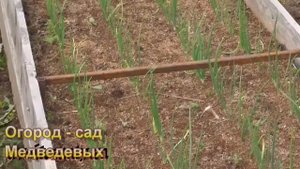 Стоит или не стоит сажать лук репку под зиму в средней полосе