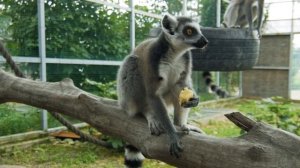 Тасманский дьявол  #ЯхочувАнапу