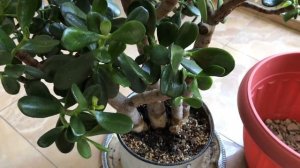 408.  Пересадка Денежного дерева, которому семь лет.