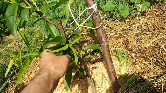 Персик Вайн Голд Т3 смотреть онлайн