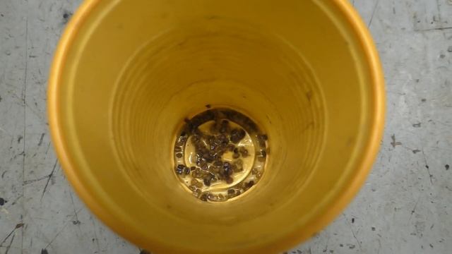 Калопанакс семилопастный (Диморфант) попытаемся вырастить из семян. Этап 1. смотреть онлайн