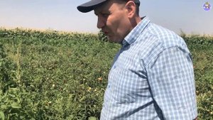 ЮГ РОК - Жаростойкий шикарный сортовой томат, помидор (25-07-2018)