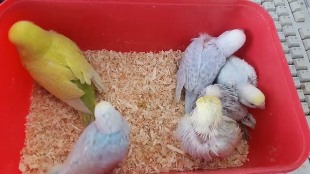 Определяем пол и окрас птенцов выставочного волнистого попугая