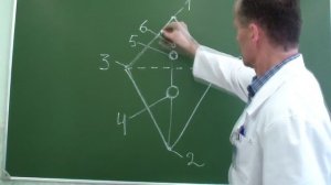 Схема топографии женской промежности
